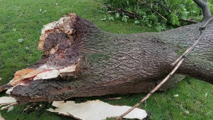 Zoomed-in image of fallen tree limb on 16 June 2025 at 1:00 PM.