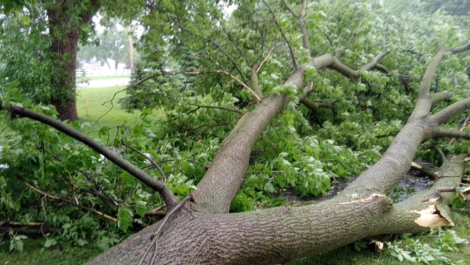 Zoomed-in image of large tree limb down in Waite Park, MN on 16 June 2025 at 1:00 PM.
