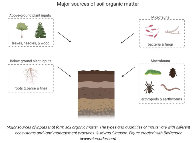 Major sources of inputs that form soil organic matter. The types and quantities of inputs vary with different ecosystems and land management practices. © Myrna Simpson. Figure created with BioRender (www.biorender.com).   ALT infographic showing the major sources of soil organic matter: leaves, needles and wood; bacteria & fungi; arthropods & earthworms; roots (coarse and fine)