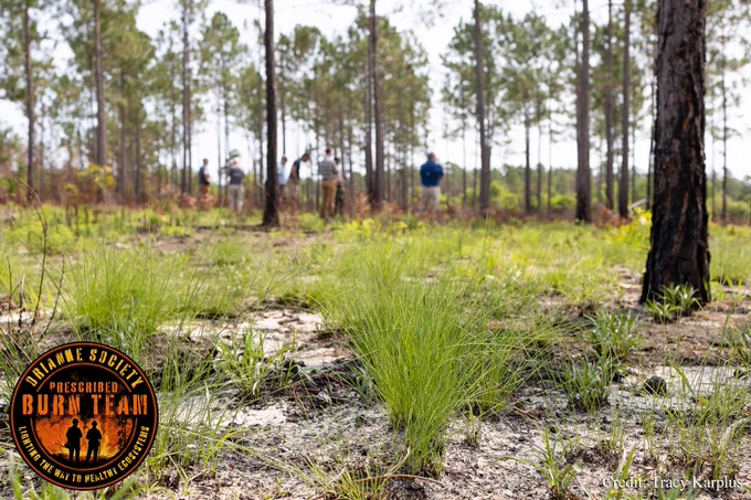 In the foreground, wiregrass growth just a few weeks after a prescribed burn at the Longleaf Stewardship Center. Guests and Orianne Society staff looking at the renewed landscape in the background.