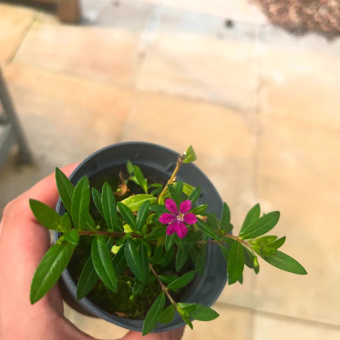 Cuphea bonsai sapling with its flowers