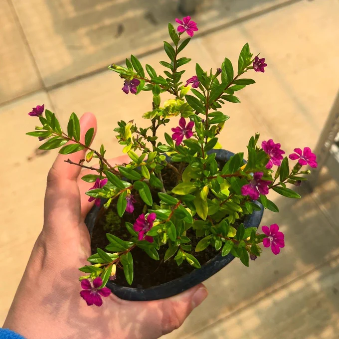 Cuphea bonsai with its flowers