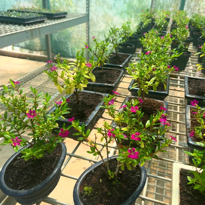 Cuphea bonsai trees with their flowers