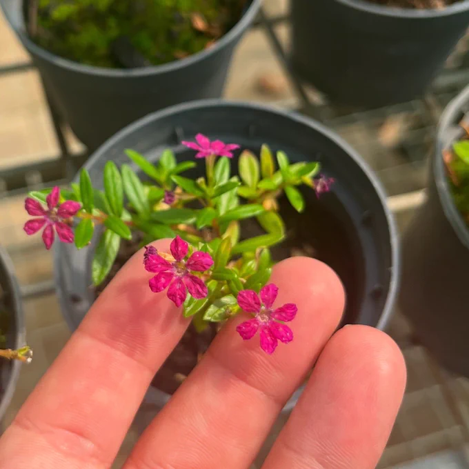 Cuphea bonsai flowers