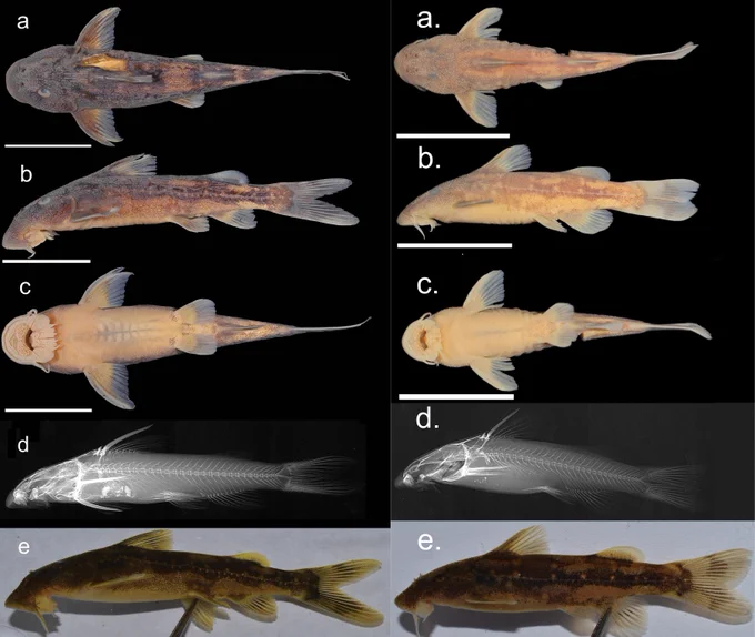 Mutizwa TI, Bere T, Kadye WT, Bragança PHN, Chakona A (2025) Description of two new species of 𝐶ℎ𝑖𝑙𝑜𝑔𝑙𝑎𝑛𝑖𝑠 (Teleostei, Mochokidae) from the Eastern Zimbabwe Highlands freshwater ecoregion: an overlooked hotspot of rheophilic fishes. ZooKeys 1241: 261-290. https://doi.org/10.3897/zookeys.1241.138917