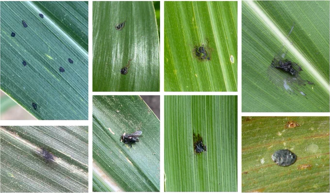 Various images of corn leaves with things that could be conused with tar spot. 
