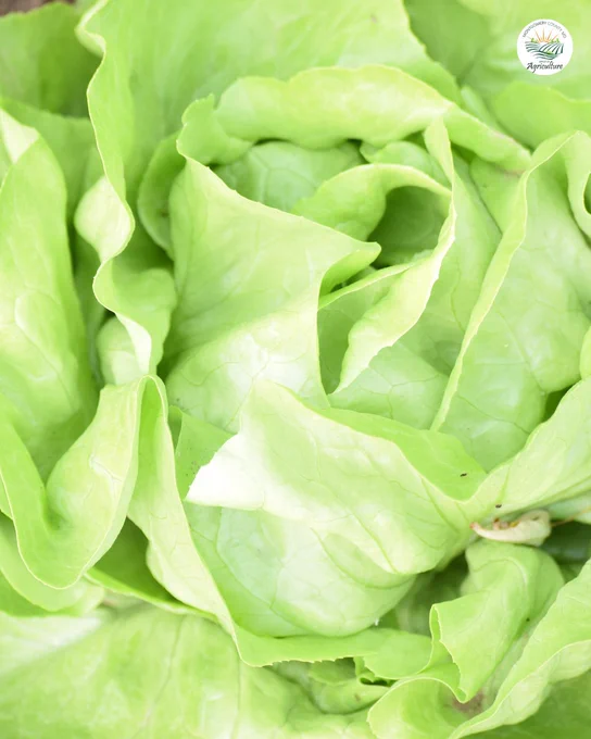 Detailed shot of light green butterhead lettuce, showing its soft, layered leaves and the freshness of locally grown greens in Montgomery County.