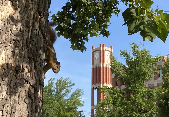 Photo of a squirrel (with its head down) on the side of a tall tree, with a clocktower in the background. Image is framed by greenery on the branches of nearby trees. Clear blue skies are overhead.