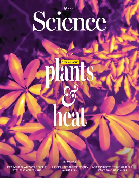 Infrared imaging shows heat levels in sun-exposed leaves of Alstonia scholaris from the Australian Wet Tropics.