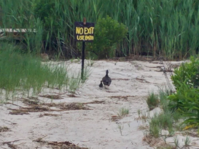 On a sandy passage through tall grass and plants, a duck and duckling walk past a sign that reads "NO EXIT / USE PATH"