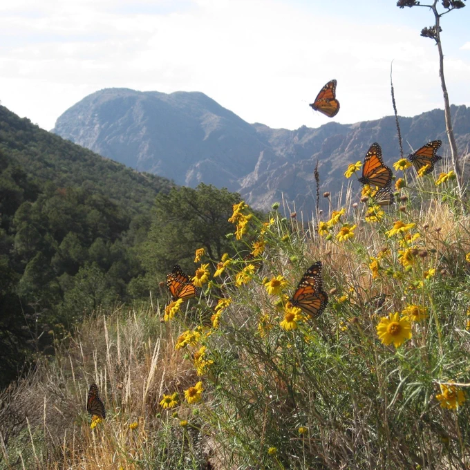 In a wilderness landscape with rolling hills and rugged mountains, several black and orange monarch butterflies perch on yellow flowers and some are flying in the air. 