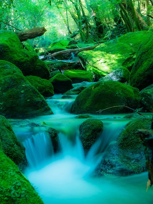 The green primeval forests of the island of Yakushima.
