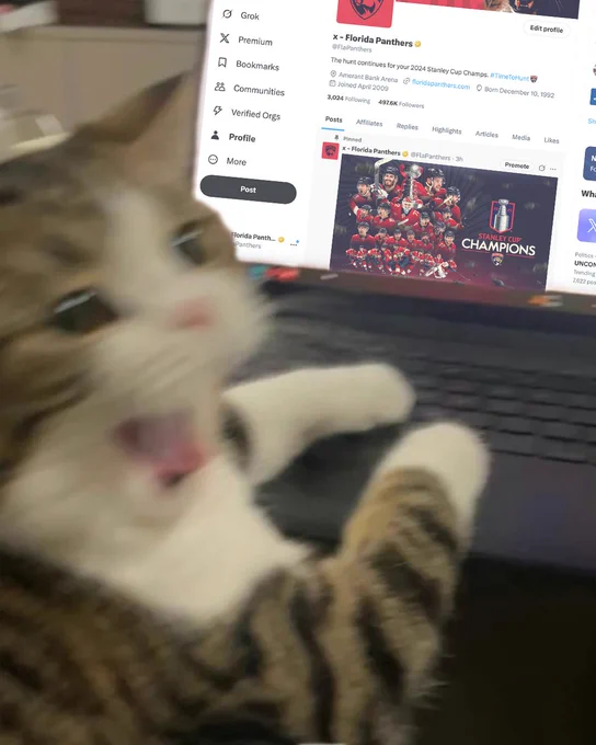 Cat excited looking at a computer with the champs graphic on it.