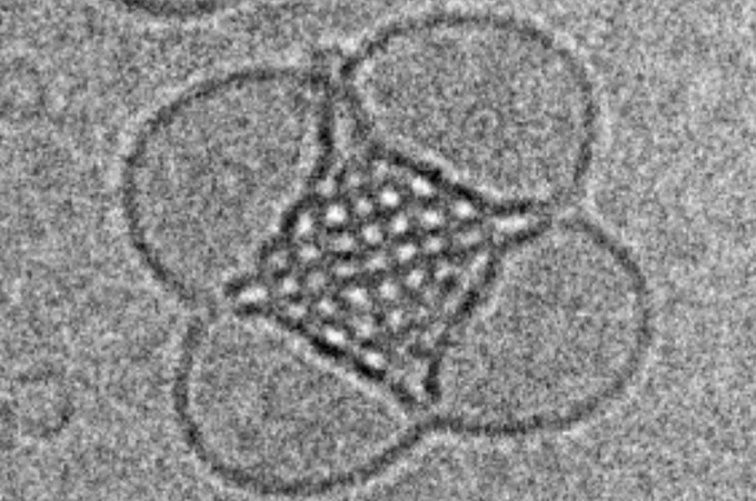 A cubosome nanoparticle magnified more than 30,000 times, showing its lipids self-assembled into a cubic structure.
