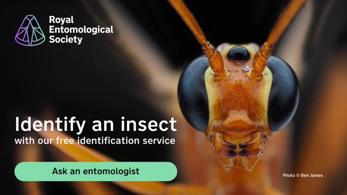 Advertisement: Identify an insect with the RES team featuring Ichneumon wasp, Ichneumonidae, photo (c) Ben James 2023