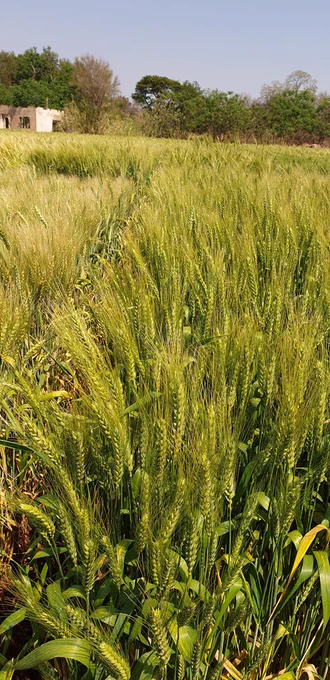 Plant production sustains life on Earth. Most extant life-forms, and humans especially, depend on photosynthetic carbon capture and oxygen production.