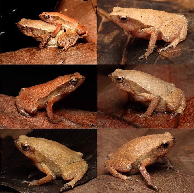 Gonggoli, A.D., Fauzan, M.F., Kaprawi, F., Herlambang, A.E.N., Kirono, S., Wiradarma, H., Alif, H. & Midy, A.H. (2025) Taxonomic assessment of Javanese 𝐾𝑎𝑙𝑜𝑝ℎ𝑟𝑦𝑛𝑢𝑠 Tschudi, 1838, with a description of a new species (Amphibia, Anura, Microhylidae). Zootaxa, 5646 (4), 501–526. https://doi.org/10.11646/zootaxa.5646.4.2
