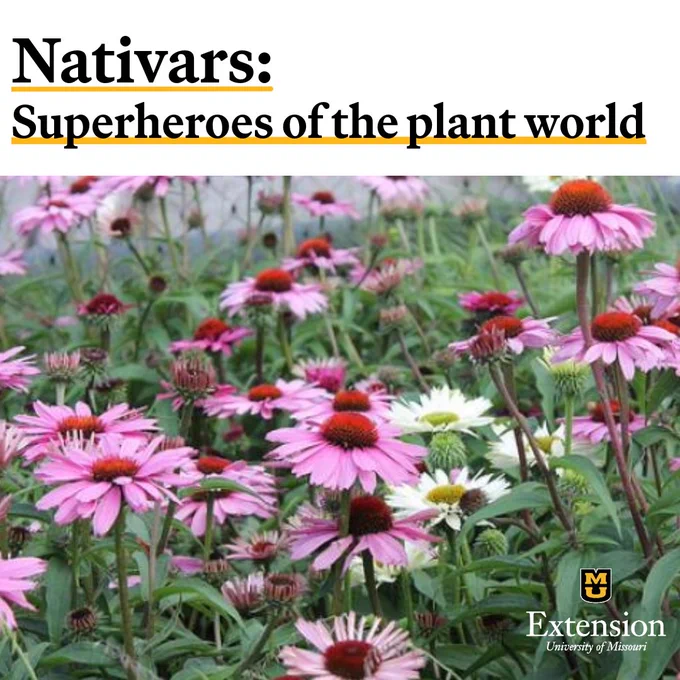 A field of purple coneflowers. Text says " Nativars: Superheroes of the plant world."