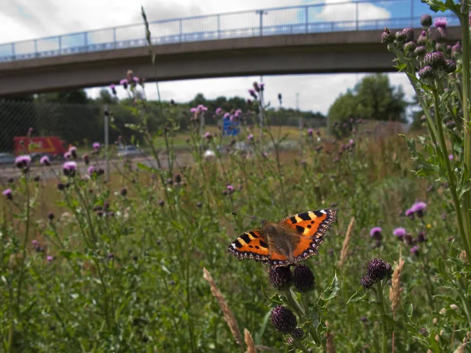 A Small Tortoiseshell rests on a thistle in a wild verge situated next to a busy main road