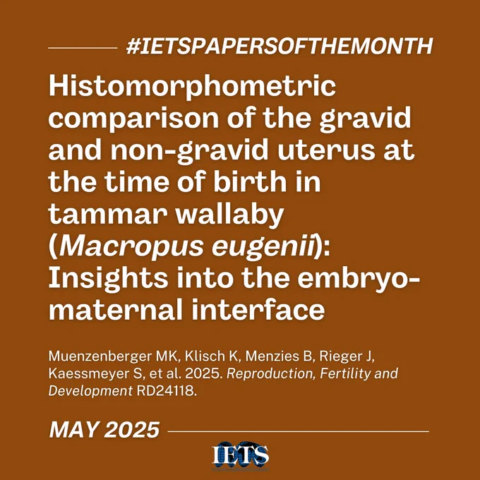 #IETSPapersOfTheMonth

Histomorphometric comparison of the gravid and non-gravid uterus at the time of birth in tammar wallaby (Macropus eugenii): Insights into the embryo-maternal interface

Muenzenberger MK, Klisch K, Menzies B, Rieger J, Kaessmeyer S, et al. 2025. Reproduction, Fertility and Development RD24118.

MAY 2025
