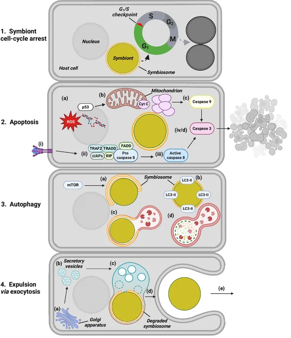 Primary mechanisms hypothesized to control the resident symbiont population in the cnidarian–dinoflagellate symbiosis.