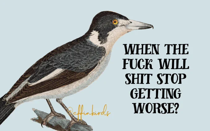 A painting of a bird beside the text "when the fuck will shit stop getting worse?"