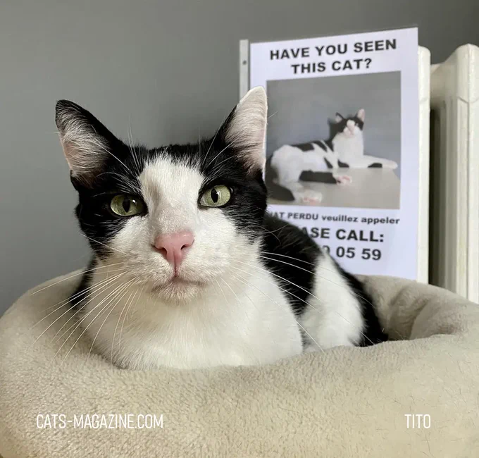 My #cat Tito once “disappeared.” We searched everywhere… He was chilling on a neighbor’s 5th floor roof.  If only he had the Pawfit Lite! Read the rooftop drama & the GPS tracker I wish I had: https://cats-magazine.com/general-meows/pawfit-gps-tracker-for-cats/