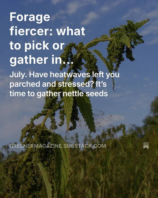 Nettle seeds dangle from a stressed-looking female plant against a blue, high-summer sky