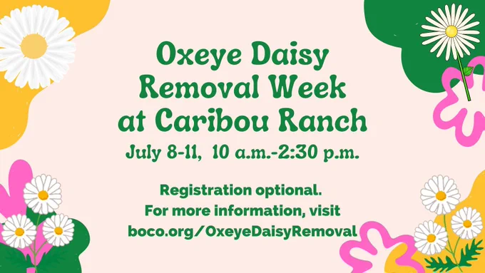 Illustrated daisies and abstract flowers surround event details: “Oxeye Daisy Removal Week at Caribou Ranch. July 8–11, 10 a.m.–2:30 p.m. Registration optional. For more information, visit boco.org/OxeyeDaisyRemoval.”