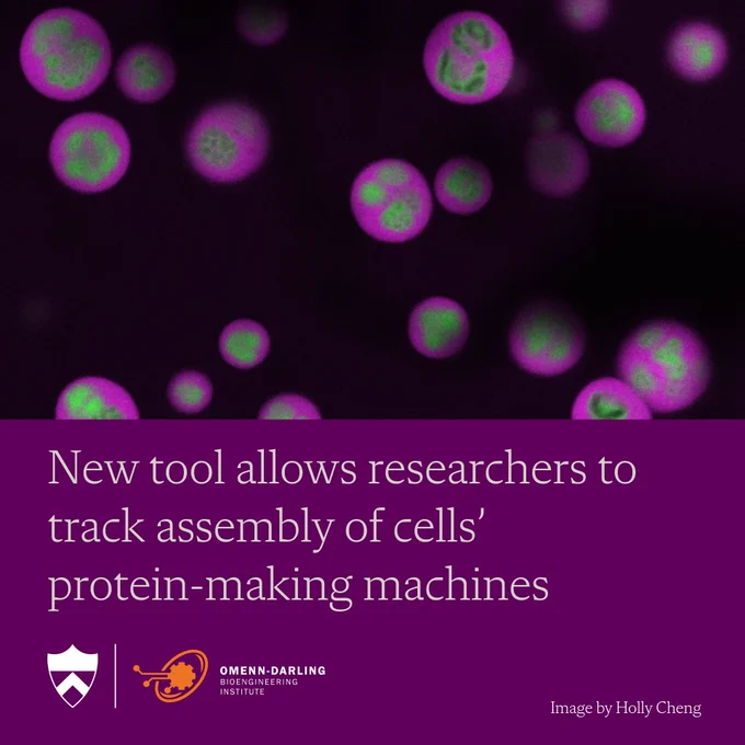 The words "New tool allows researchers to track assembly of cells' protein-making machines, image by Holly Cheng" with microscope image of pink and green globules