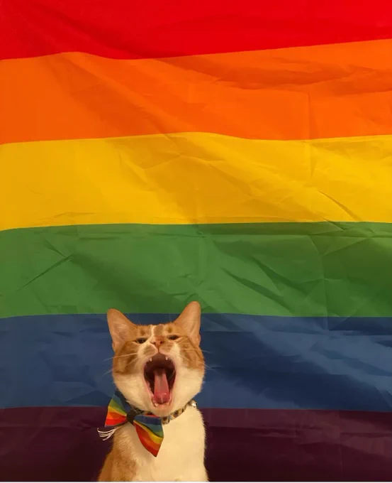 An orange and white cat wearing a pride bowtie opens his mouth as if to scream. Behind him is a rainbow pride flag.