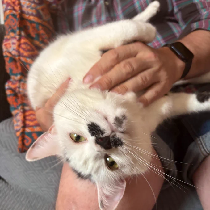 A close up photo of a white cat with grey markings and a black moustache upside-down on a man’s lap, looking as though he is smiling at the camera