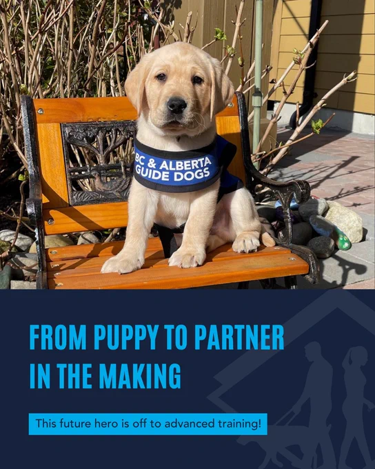 A yellow Labrador puppy in a BC & Alberta Guide Dogs vest sits on a small wooden bench in a sunny garden area. Below the photo, bold blue text reads: “From Puppy to Partner in the Making.” A blue banner underneath says: “This future hero is off to advanced training!” Silhouettes of a handler and guide dog are featured in the background design.
