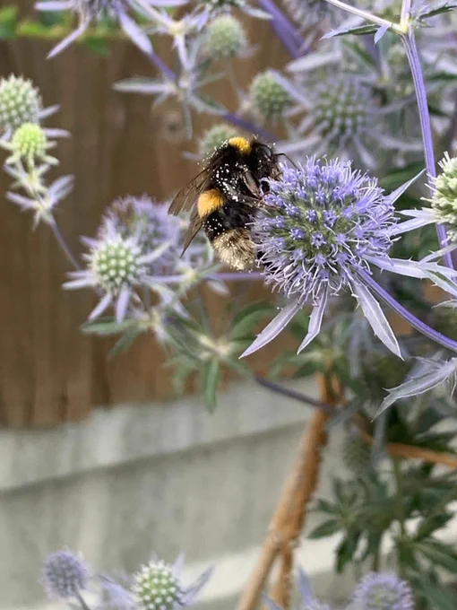 A bee on a blue thistle.