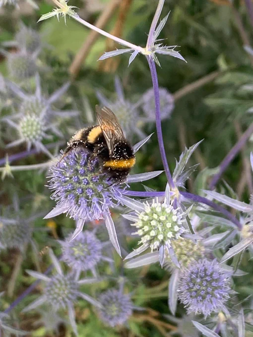A bee on a blue thistle.