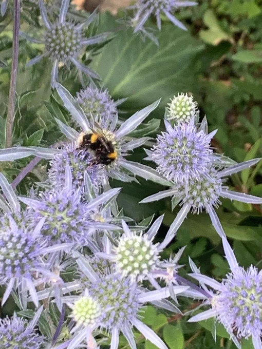 A bee on a blue thistle.