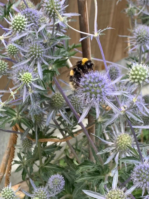 A bee on a blue thistle.