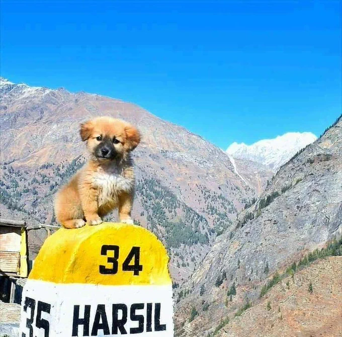 Towards Harsil, Garhwal Himalaya, India. © wanderwithvaibhav | IG.