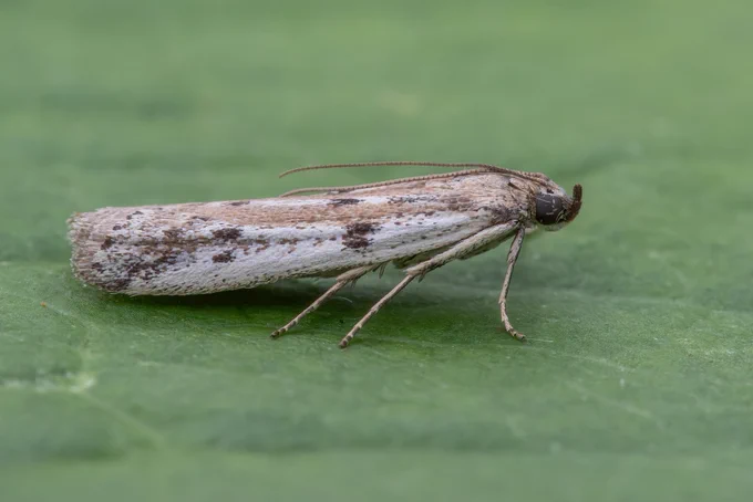 Spotted Knot-horn