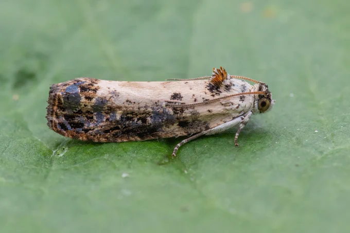White-backed Tortrix