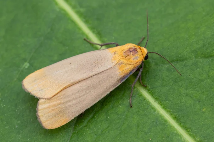 Four-spotted Footman