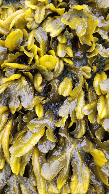 Close up of seaweed on beach.