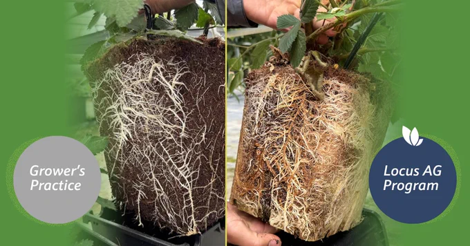 Roots of California blackberries treated with Locus AG biologicals