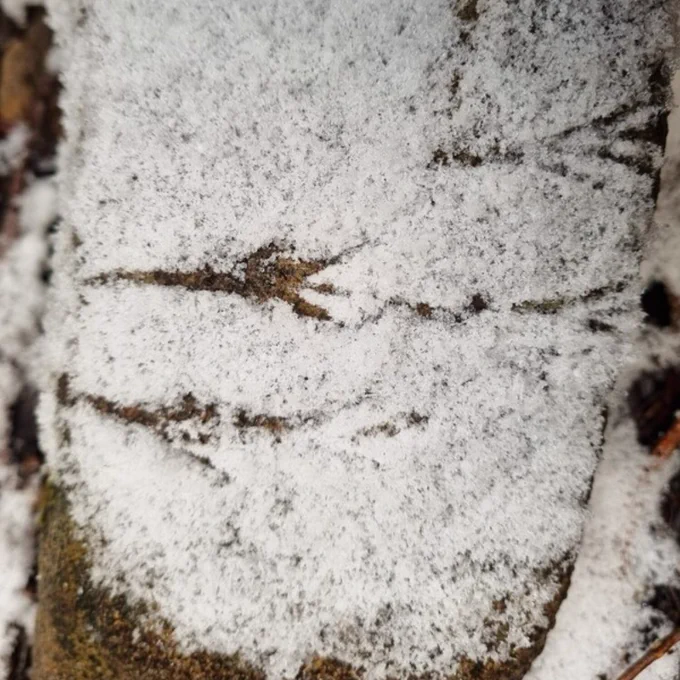 A close-up image of an animal print in light snow covering a fallen log.