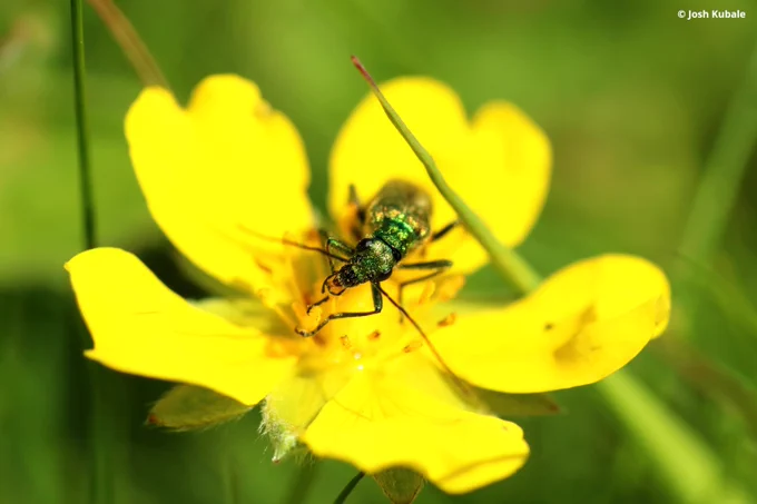 A shiny iridescent green beetle in a yellow flower. Image credit: Josh Kubale
