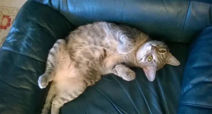 Schrödinger’s Cat: The Feline That Broke Physics (and Probably Napped Through It): Read now and tell us - do you believe the cat is really both alive and dead… or is reality just more complicated? https://cats-magazine.com/general-meows/schrodingers-cat-explained/  #cat #catlover