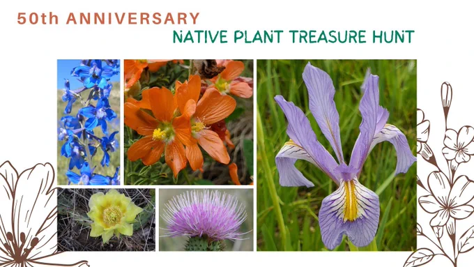 Collage of five colorful native wildflowers including blue delphinium, orange globe mallow, lavender wild iris, yellow prickly pear cactus flower, and pink thistle. Text reads “50th Anniversary Native Plant Treasure Hunt”.