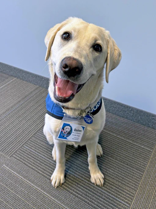 A cheerful yellow Labrador named Quinn wears a blue BC & Alberta Guide Dogs vest and an ID badge that reads “Office Dog.” Quinn smiles directly at the camera while sitting on the office carpet in front of a light blue wall.