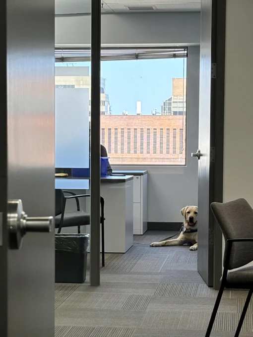  A yellow Labrador lies happily in the doorway of a modern office, peeking out from behind the door with a relaxed expression. Behind them, a person works at a desk with large windows overlooking city buildings.