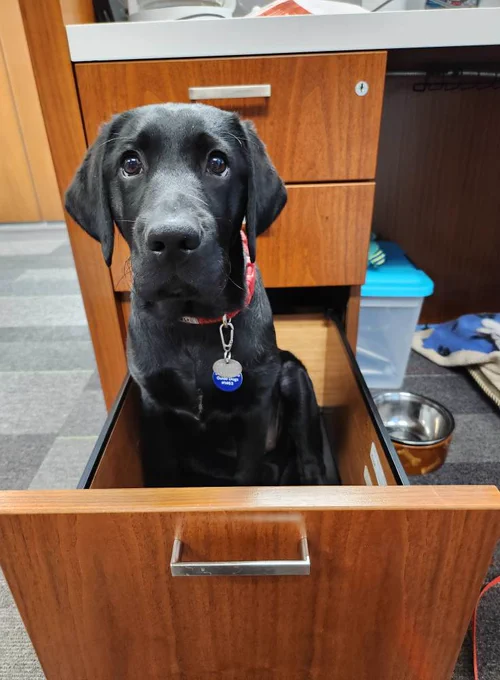 A young black Labrador puppy named Poppy sits adorably inside an open wooden filing cabinet drawer in an office space. Her red collar and bright eyes make her look curious and ready to work.